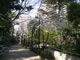品川・御殿山庭園の桜スポット