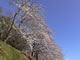 桜の通路 「満開桜」